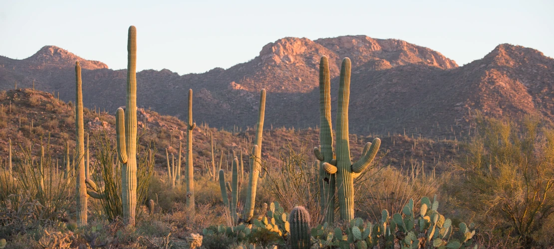 Sonoran Desert landscape