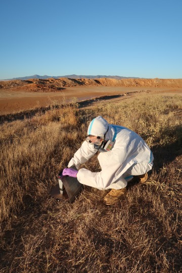 A graduate student in personal protective equipment takes a sample in a dry grassy portion of a mining site.